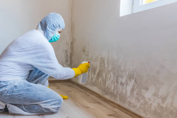 Licensed Attic Mold Removal service in Westwood, MA - WQB Mold Removal