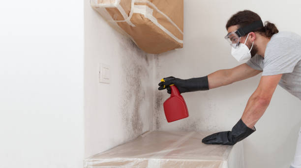 Professional Attic Mold Removal technician working in Westwood, MA