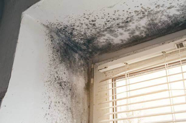 Affordable Attic Mold Removal solutions in Westwood, MA